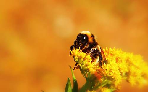 honey bee yellow bee on flower invertebrate